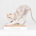 Carton Cat Brick Когтеточка для кошек (картон) – интернет-магазин Ле’Муррр