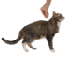 Адвантейдж® капли на холку от блох для котят и кошек до 4 кг - 1 пипетка – интернет-магазин Ле’Муррр