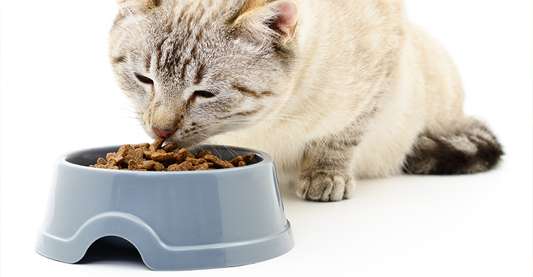 Лечебные корма для кошек с проблемами ЖКТ, при МКБ, цистите, панкреатите, других заболеваниях