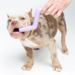 Barq Mastica - Zigzag Интерактивная игрушка, фиолетовый – интернет-магазин Ле’Муррр