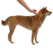 Адвантейдж® капли на холку от блох для собак от 10 до 25 кг - 1 пипетка – интернет-магазин Ле’Муррр