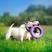 Ferplast PULLER MAXI Игрушка для собак – интернет-магазин Ле’Муррр