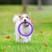 Ferplast PULLER MINI Игрушка для собак – интернет-магазин Ле’Муррр