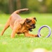 Ferplast PULLER MICRO Игрушка для собак – интернет-магазин Ле’Муррр