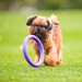 Ferplast PULLER MINI Игрушка для собак – интернет-магазин Ле’Муррр