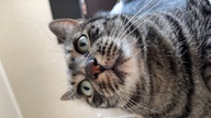 Пользовательская фотография №1 к отзыву на Schesir Кусочки филе в желе для взрослых кошек (с тунцом и креветками)