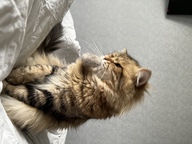 Пользовательская фотография №2 к отзыву на GoSi Игрушка для кошек Пушистик