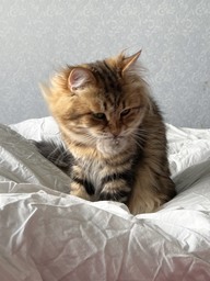 Пользовательская фотография №1 к отзыву на GoSi Игрушка для кошек Пушистик